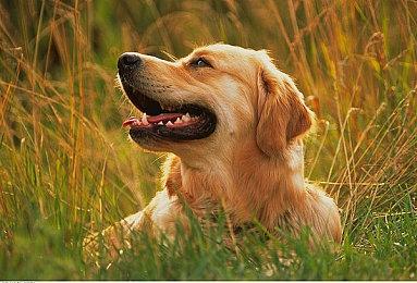 Xbox与奥利奥宣联动 推出限量饼干和游戏皮肤